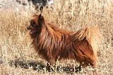 SPITZ ALLEMAND 507